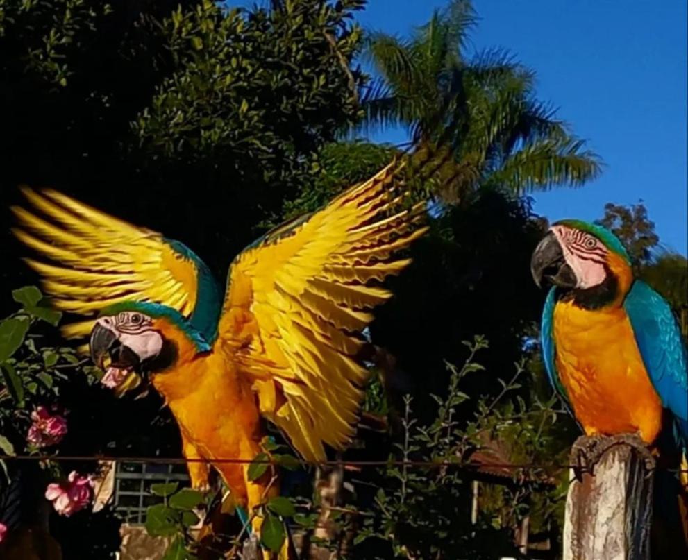 Pousada Canto Dos Passaros Alto Paraíso de Goiás Exteriör bild